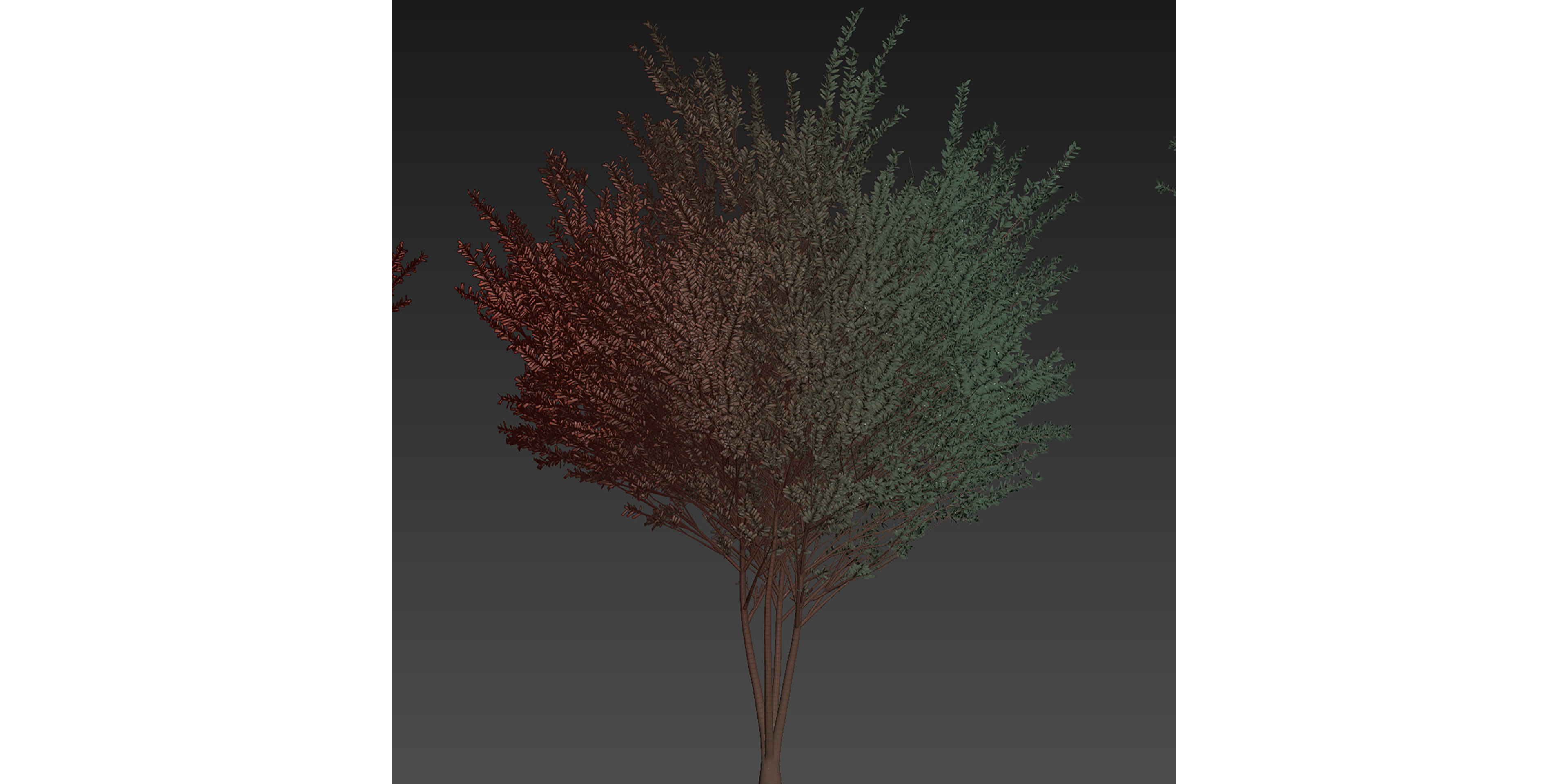 Collection plant vol 578 - Eucalyptus - Gunnii - tree 3D model_6