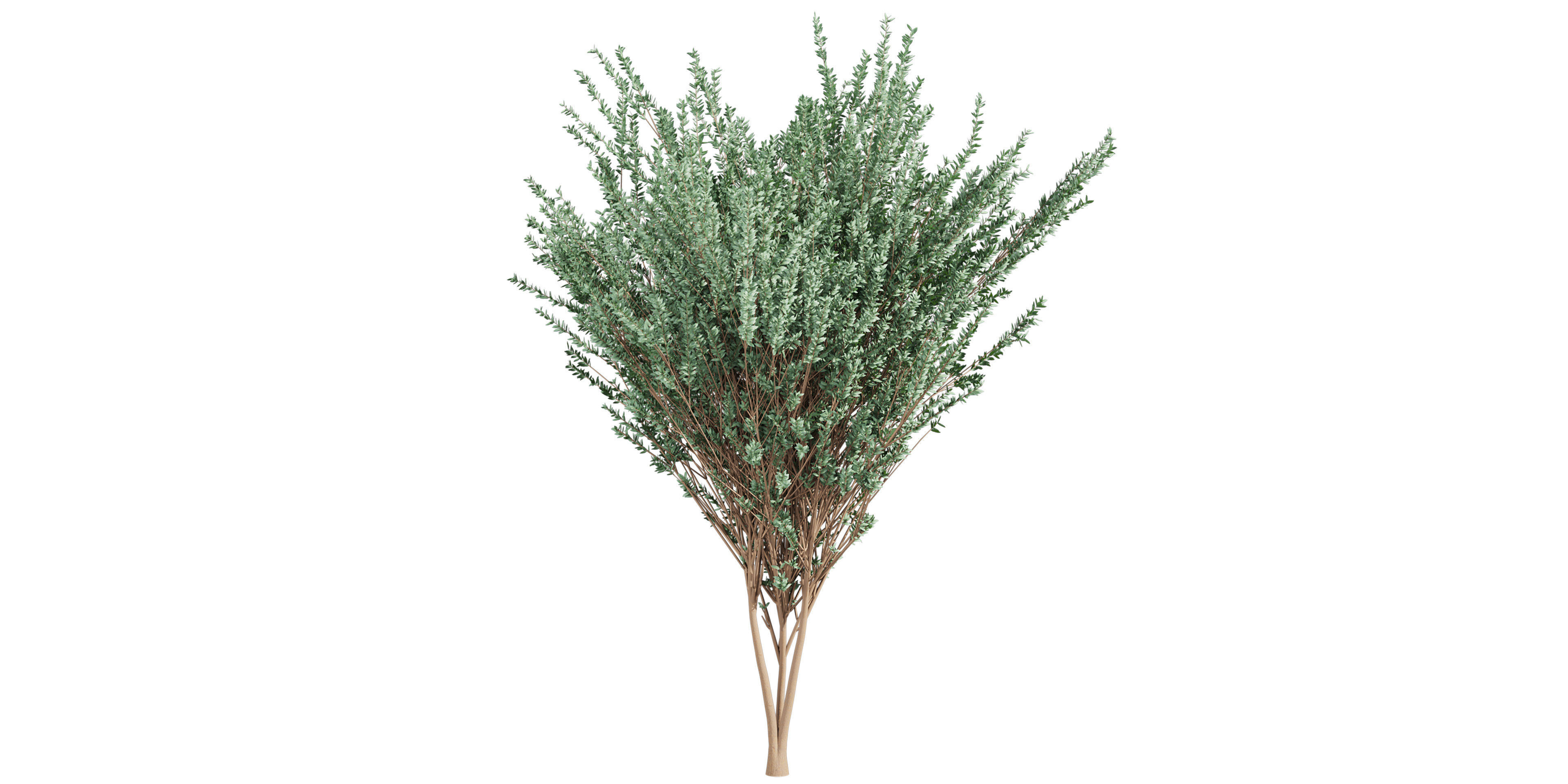 Collection plant vol 578 - Eucalyptus - Gunnii - tree 3D model_4