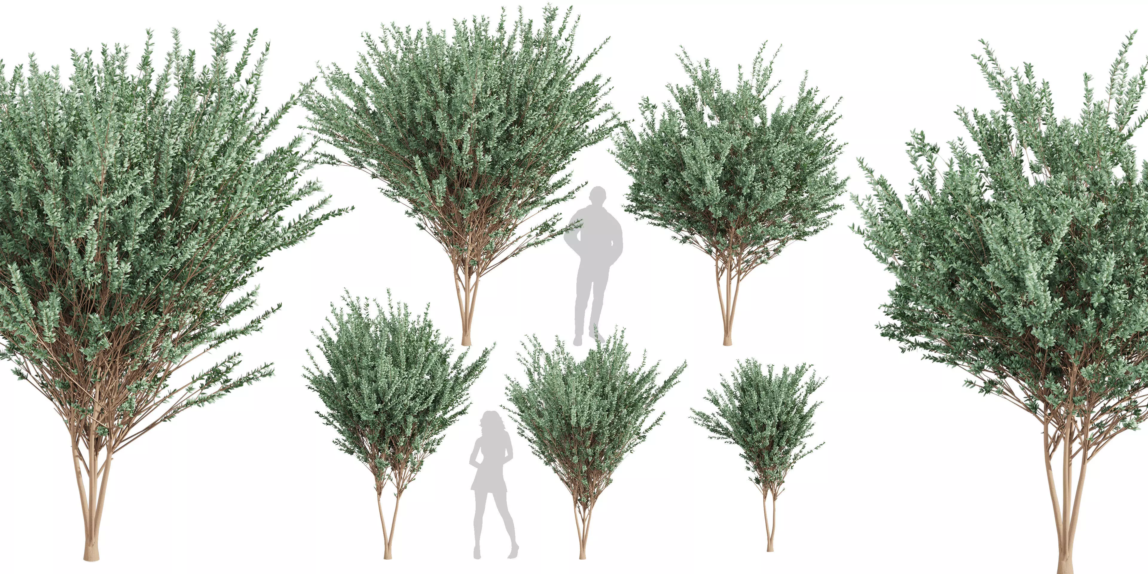 Collection plant vol 578 - Eucalyptus - Gunnii - tree 3D model_0