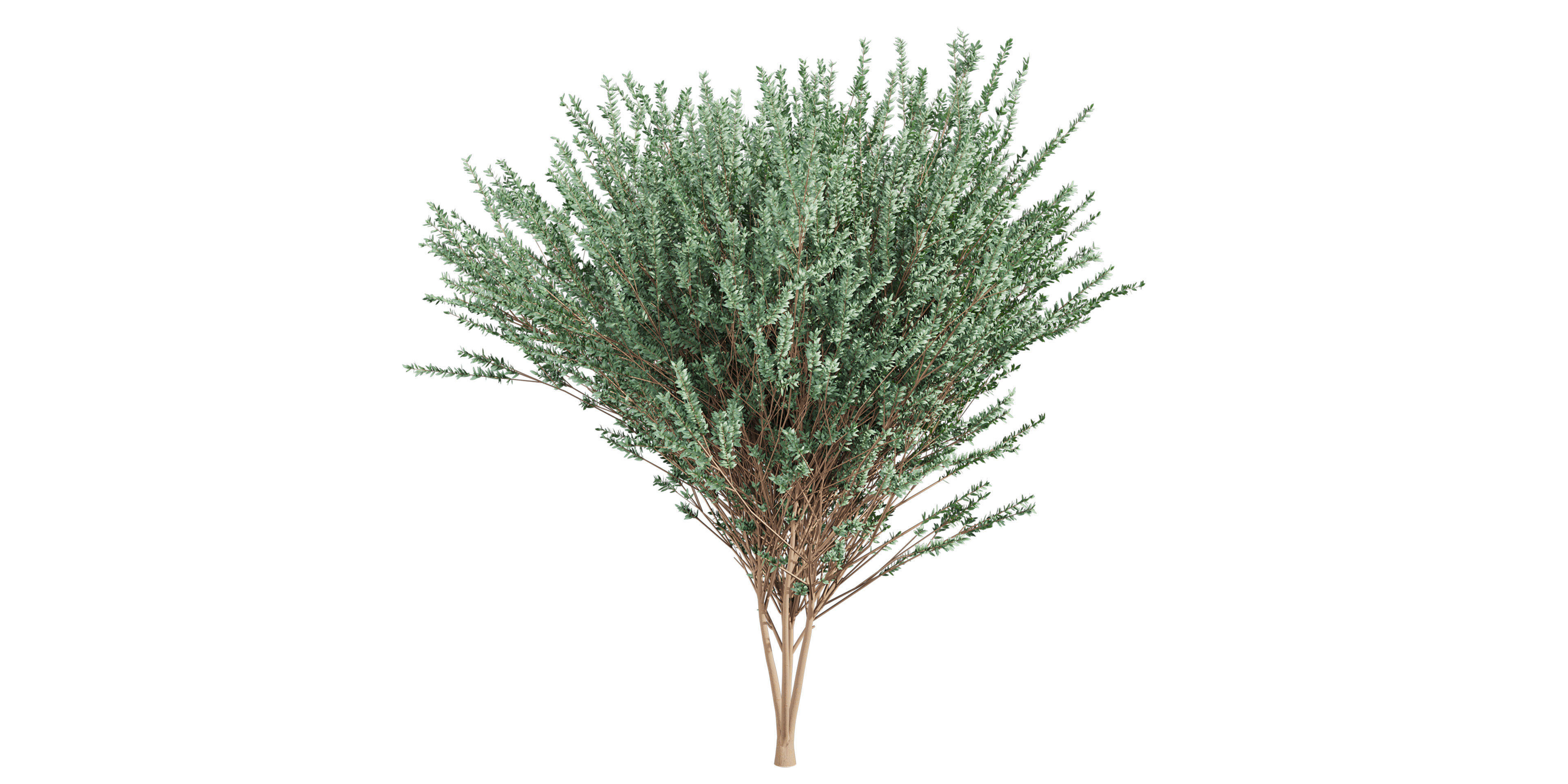 Collection plant vol 578 - Eucalyptus - Gunnii - tree 3D model_1