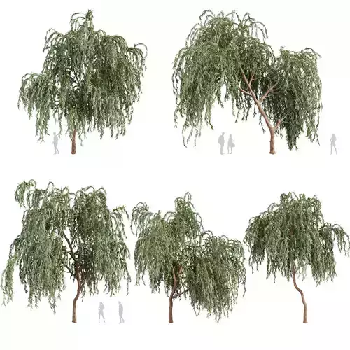 Collection plant vol 579 - Eucalyptus - Caesia - tree 3D model