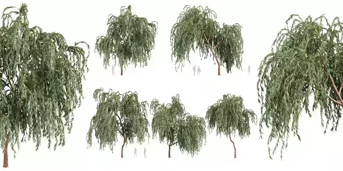 Collection plant vol 579 - Eucalyptus - Caesia - tree 3D model