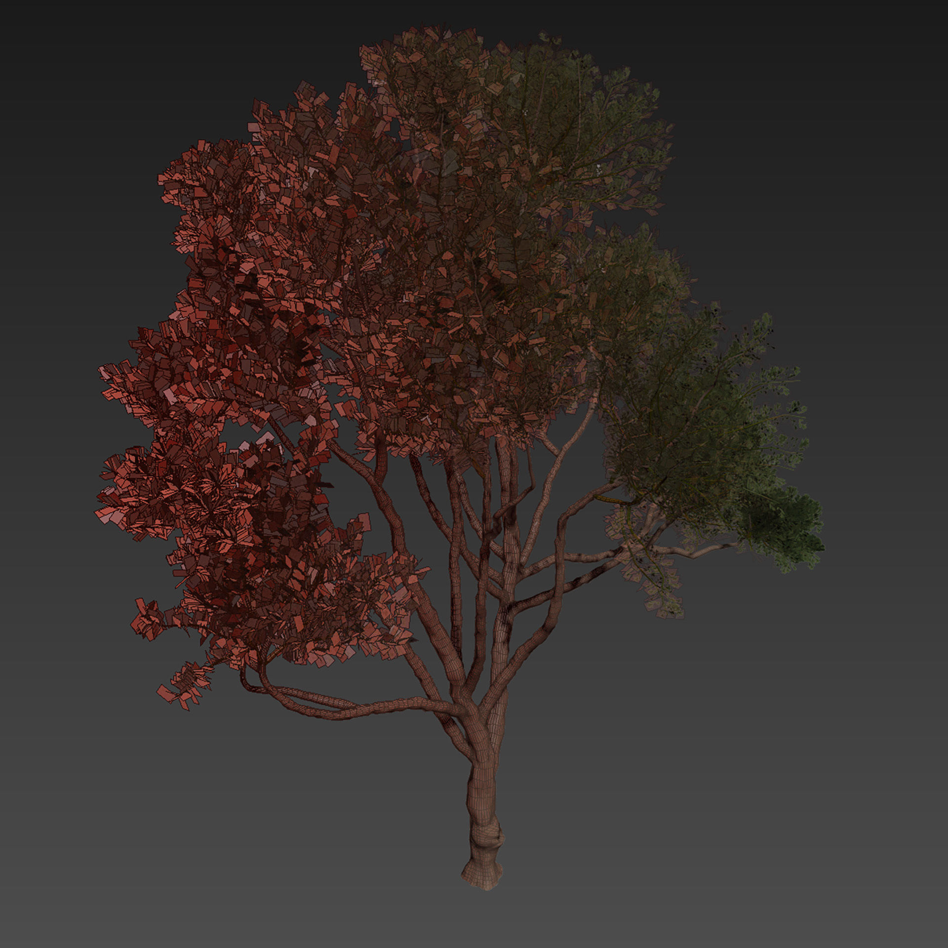 Collection plant vol 580 - Eucalyptus - Cladocalyx - tree 3D model_6