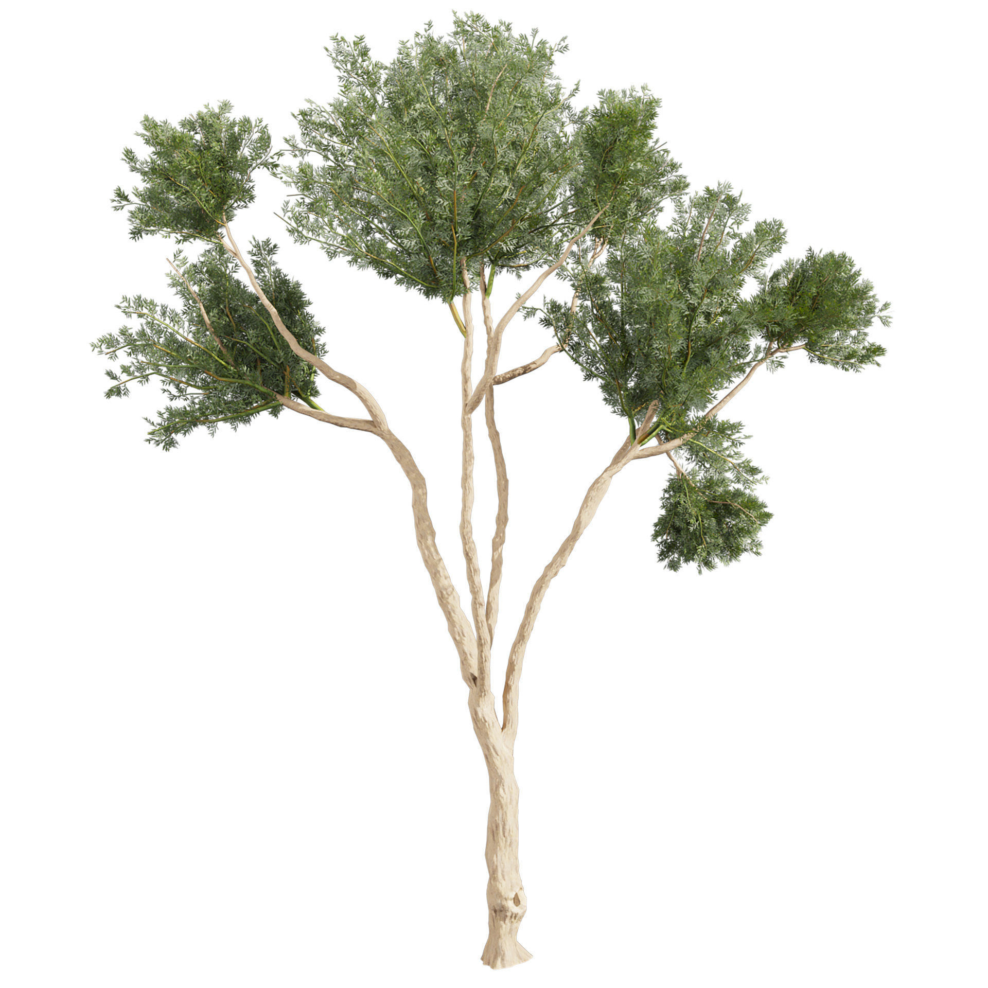 Collection plant vol 580 - Eucalyptus - Cladocalyx - tree 3D model_3
