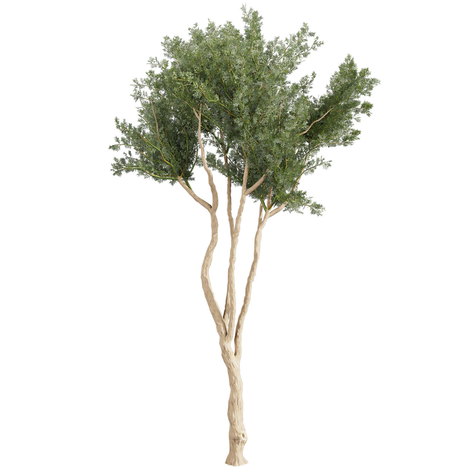 Collection plant vol 580 - Eucalyptus - Cladocalyx - tree 3D model_5