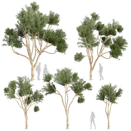 Collection plant vol 580 - Eucalyptus - Cladocalyx - tree 3D model