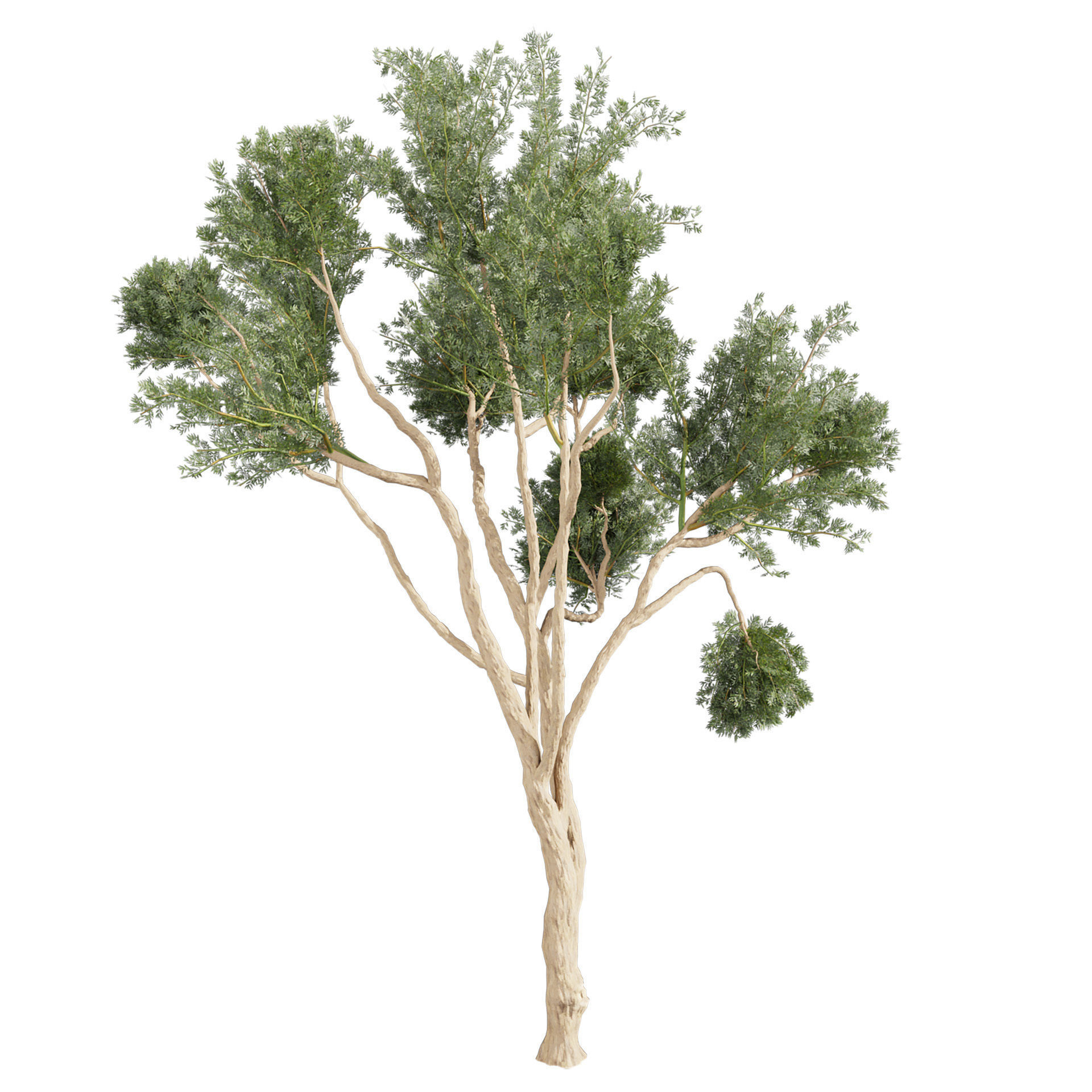 Collection plant vol 580 - Eucalyptus - Cladocalyx - tree 3D model_4