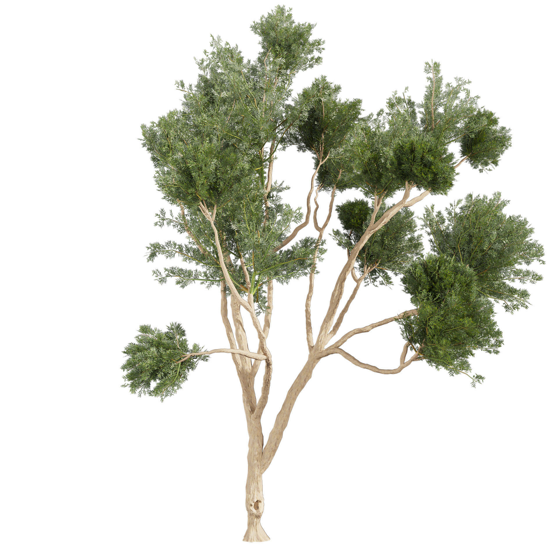 Collection plant vol 580 - Eucalyptus - Cladocalyx - tree 3D model_2
