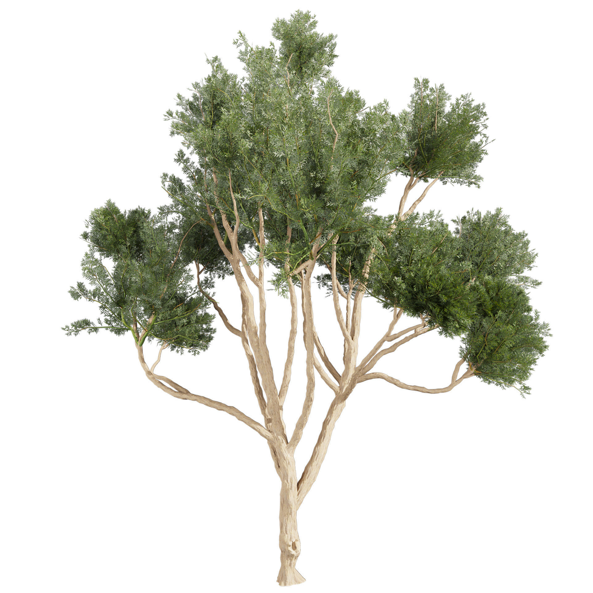 Collection plant vol 580 - Eucalyptus - Cladocalyx - tree 3D model_1
