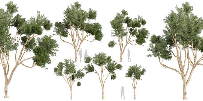 Collection plant vol 580 - Eucalyptus - Cladocalyx - tree 3D model
