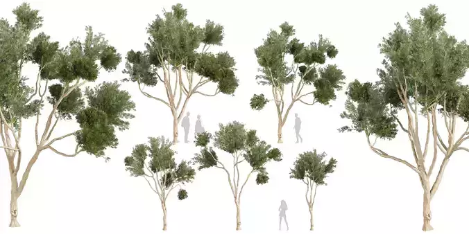 Collection plant vol 580 - Eucalyptus - Cladocalyx - tree