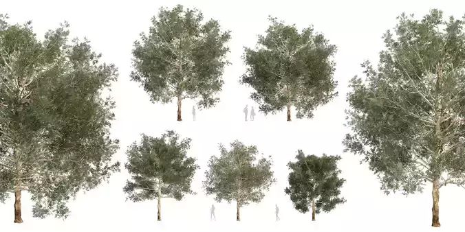 Collection plant vol 581 - Eucalyptus - Grandis - tree 3D model