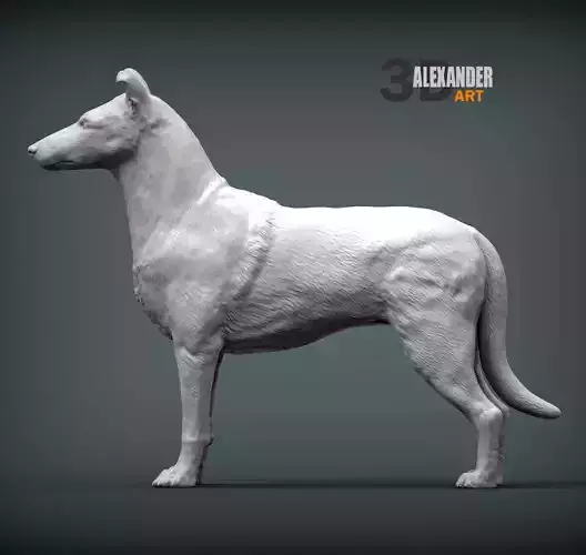 Smooth coat collie 3D print model