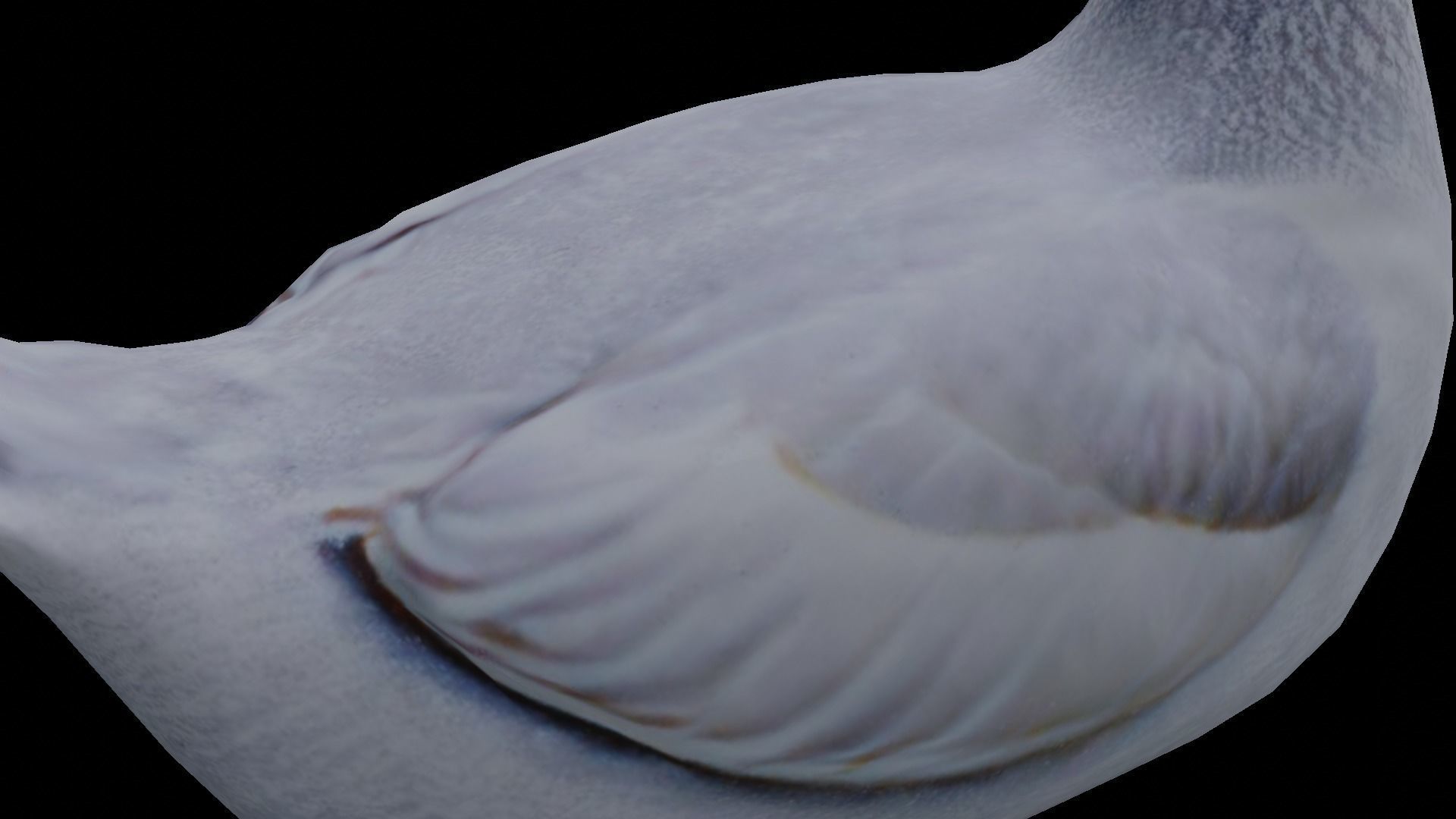 White Goose low poly Low-poly 3D model_11