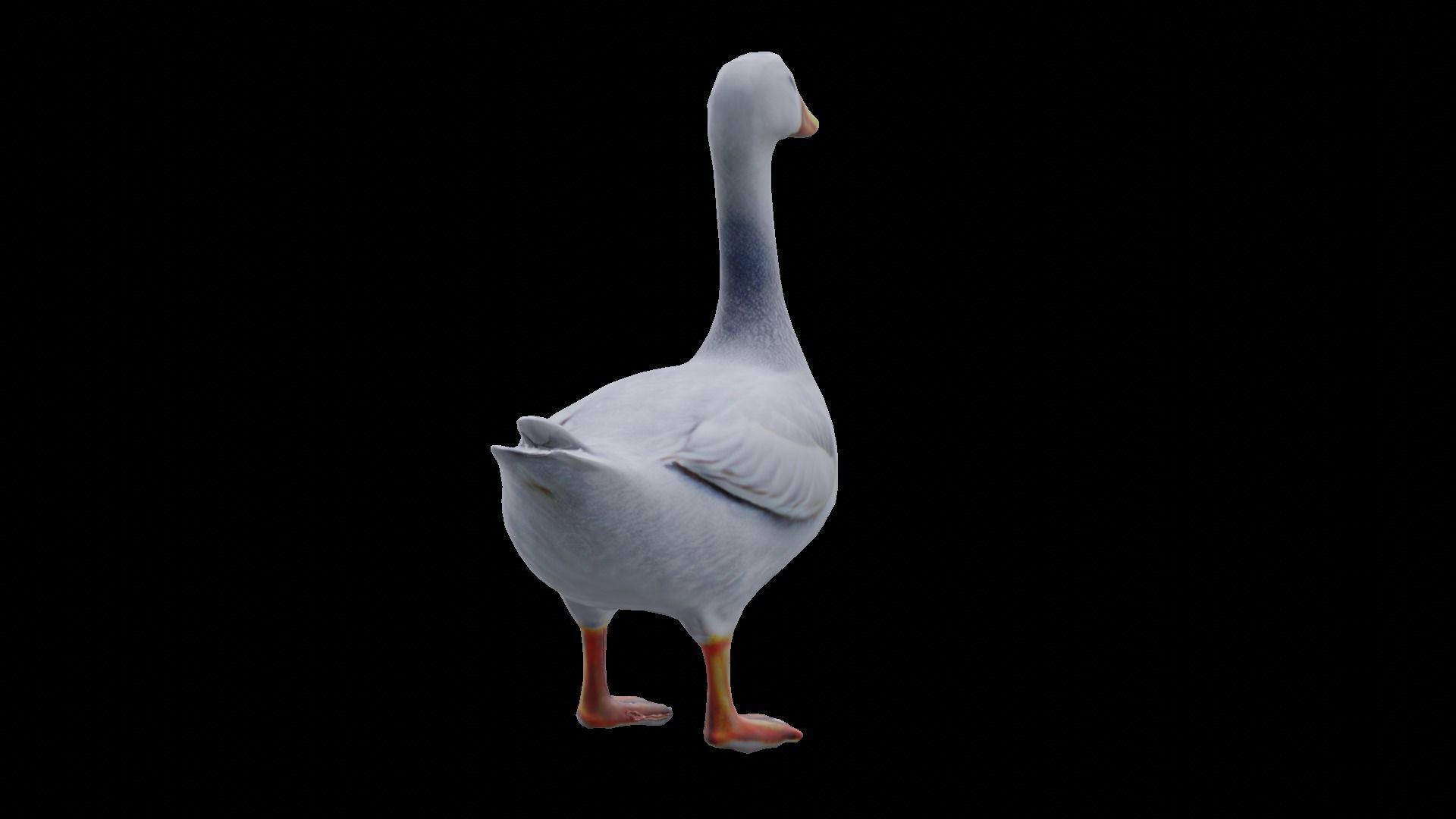 White Goose low poly Low-poly 3D model_10