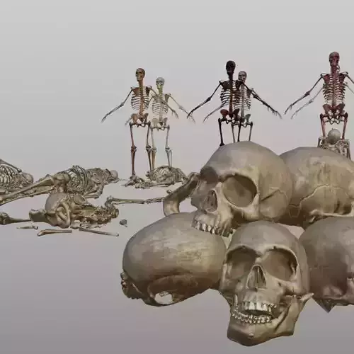 Human bones and Skeleton