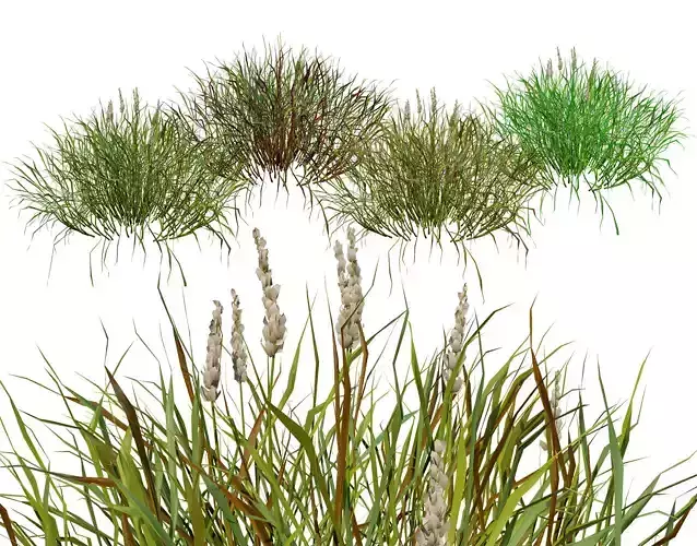 Realistic Grass 3D Model Low-poly 3D model