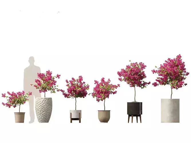 Bougainvillea glabra - Lesser bougainvillea 04