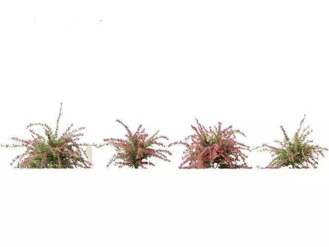 Bougainvillea glabra - Lesser bougainvillea 06