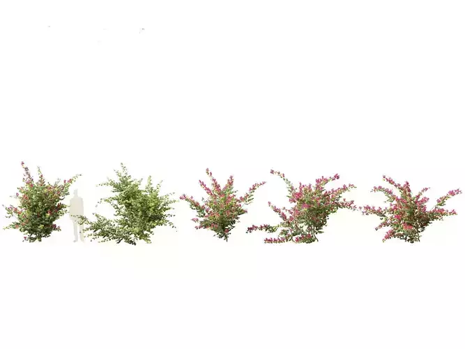 Bougainvillea glabra - Lesser bougainvillea 07