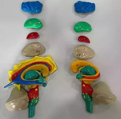 Multicolor magnetic-assembled brain stem 3D print model