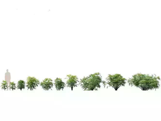 Chuniophoenix humilis - Chinese star palm 01