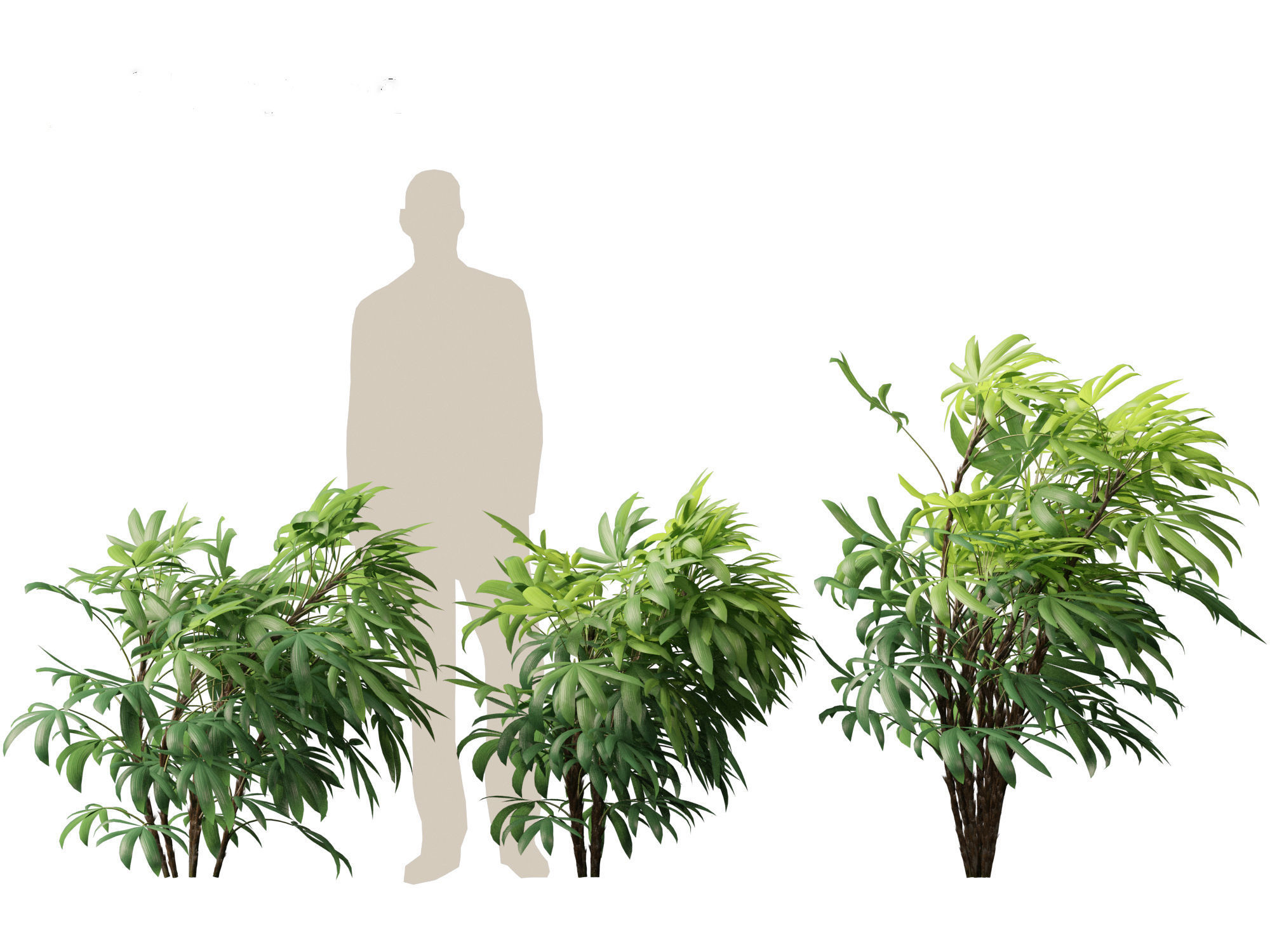 Chuniophoenix humilis - Chinese star palm 02 3D model_4