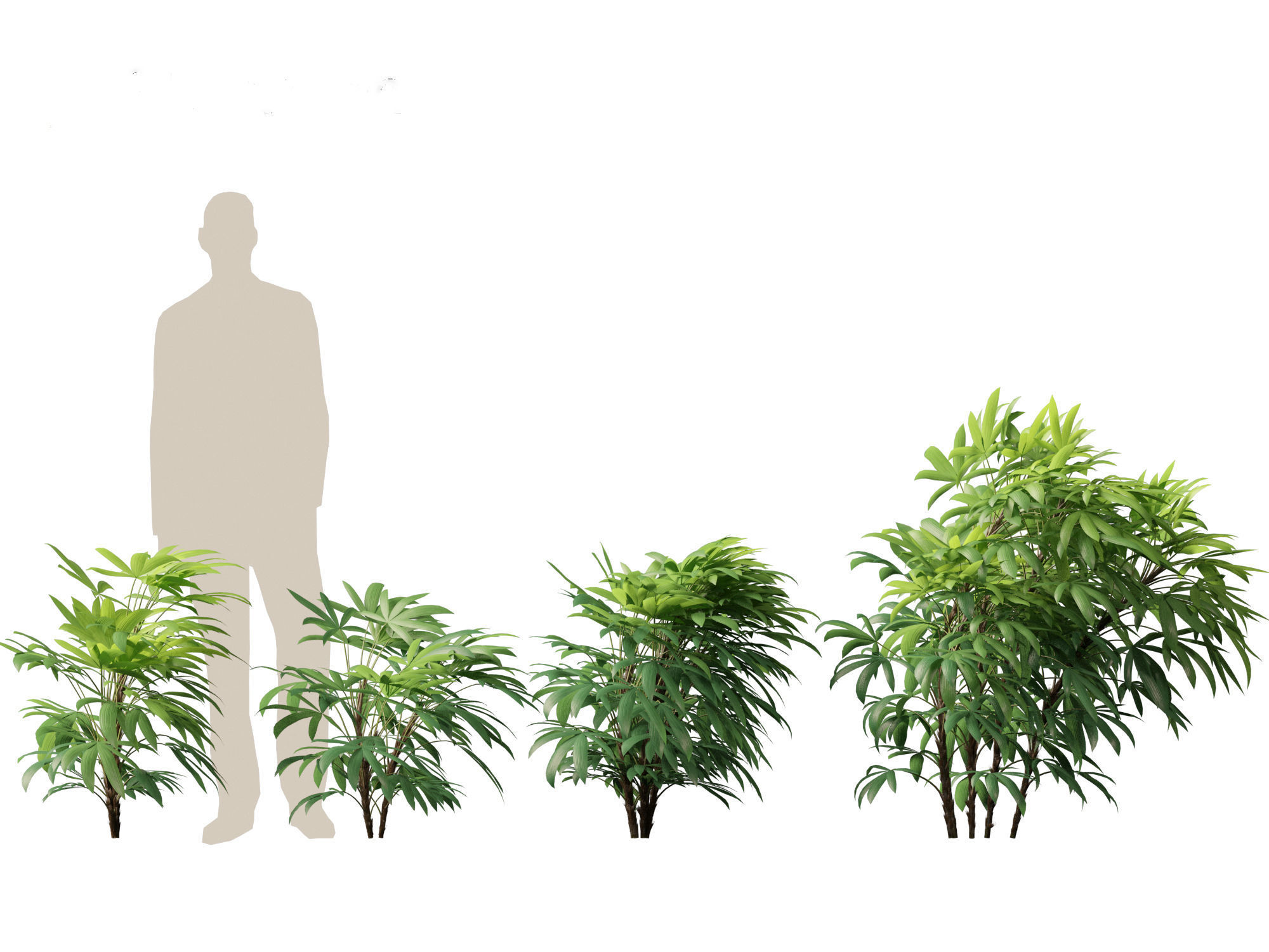 Chuniophoenix humilis - Chinese star palm 02 3D model_2