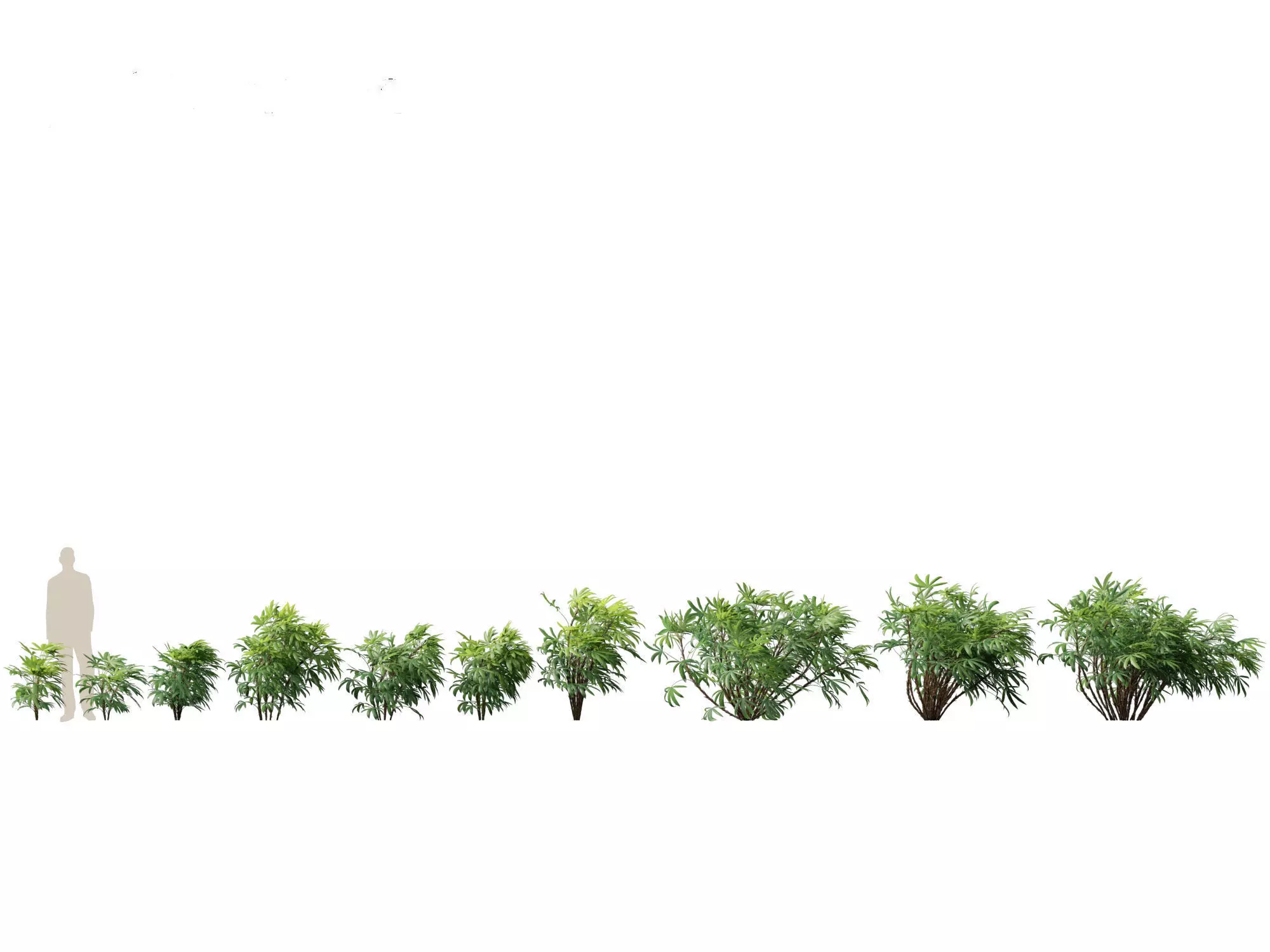 Chuniophoenix humilis - Chinese star palm 02 3D model_0