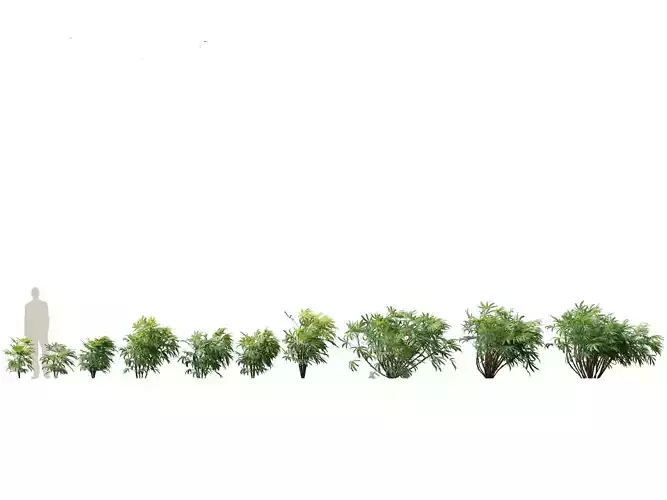 Chuniophoenix humilis - Chinese star palm 02