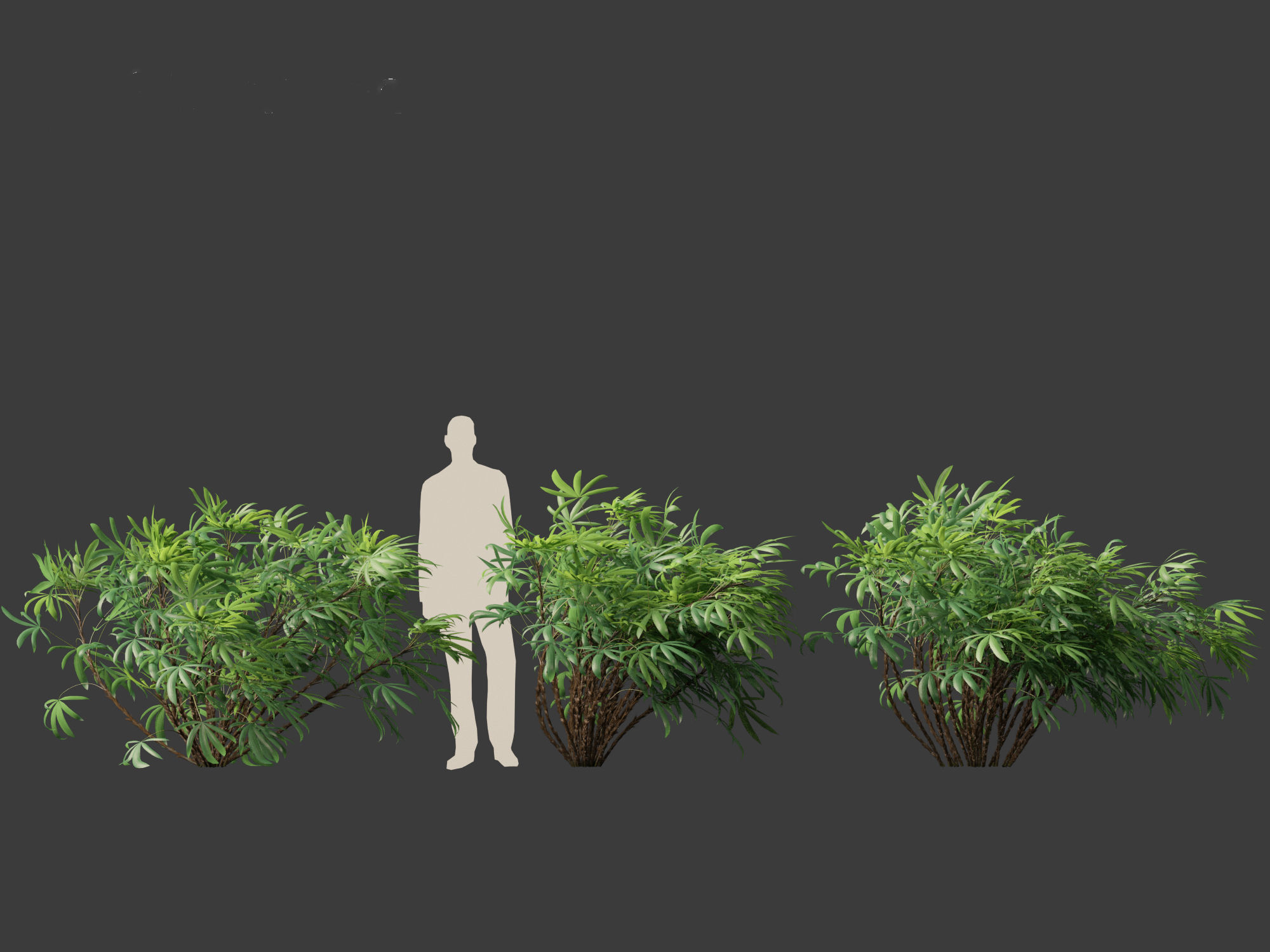 Chuniophoenix humilis - Chinese star palm 02 3D model_7