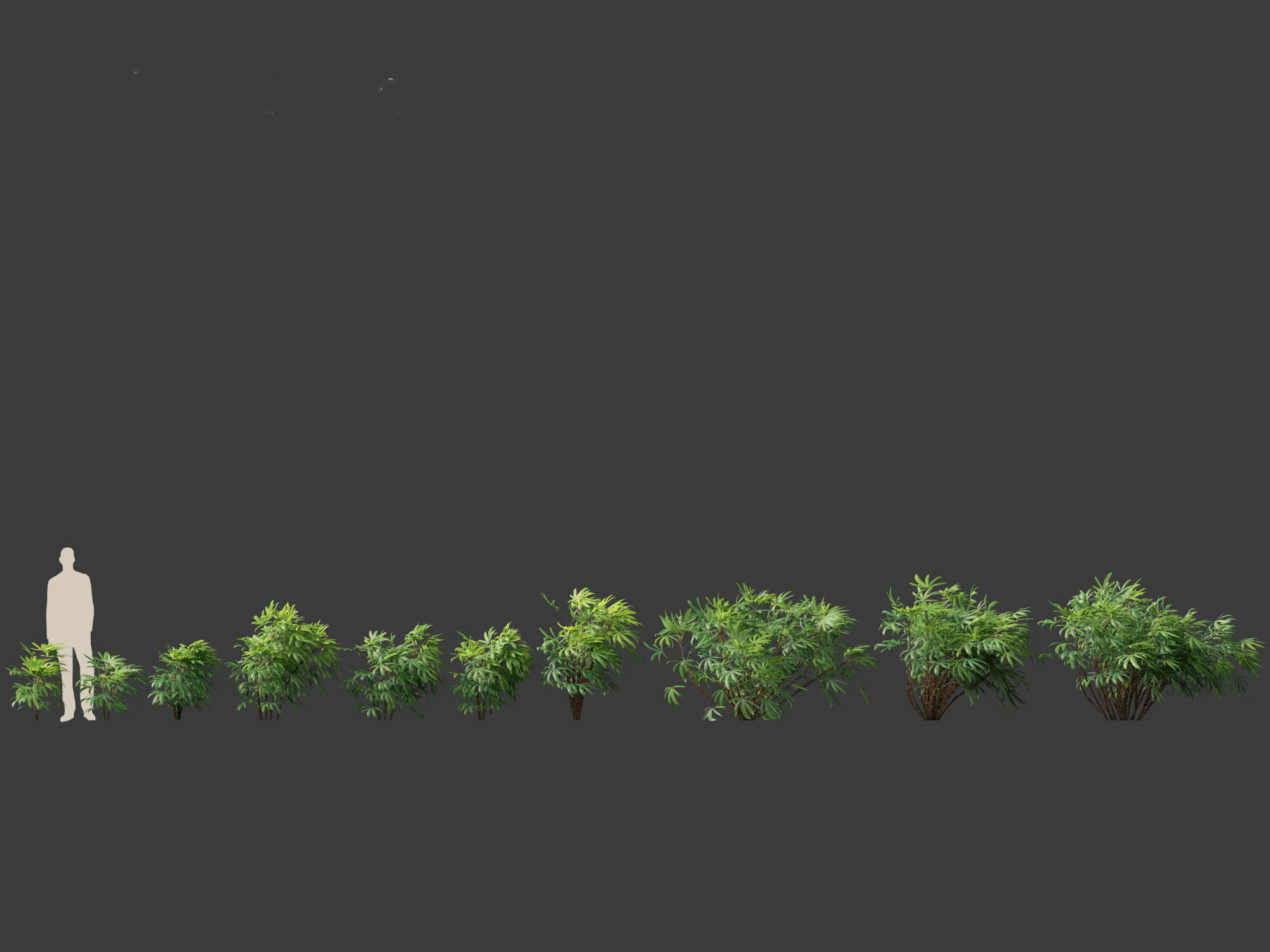 Chuniophoenix humilis - Chinese star palm 02 3D model_1