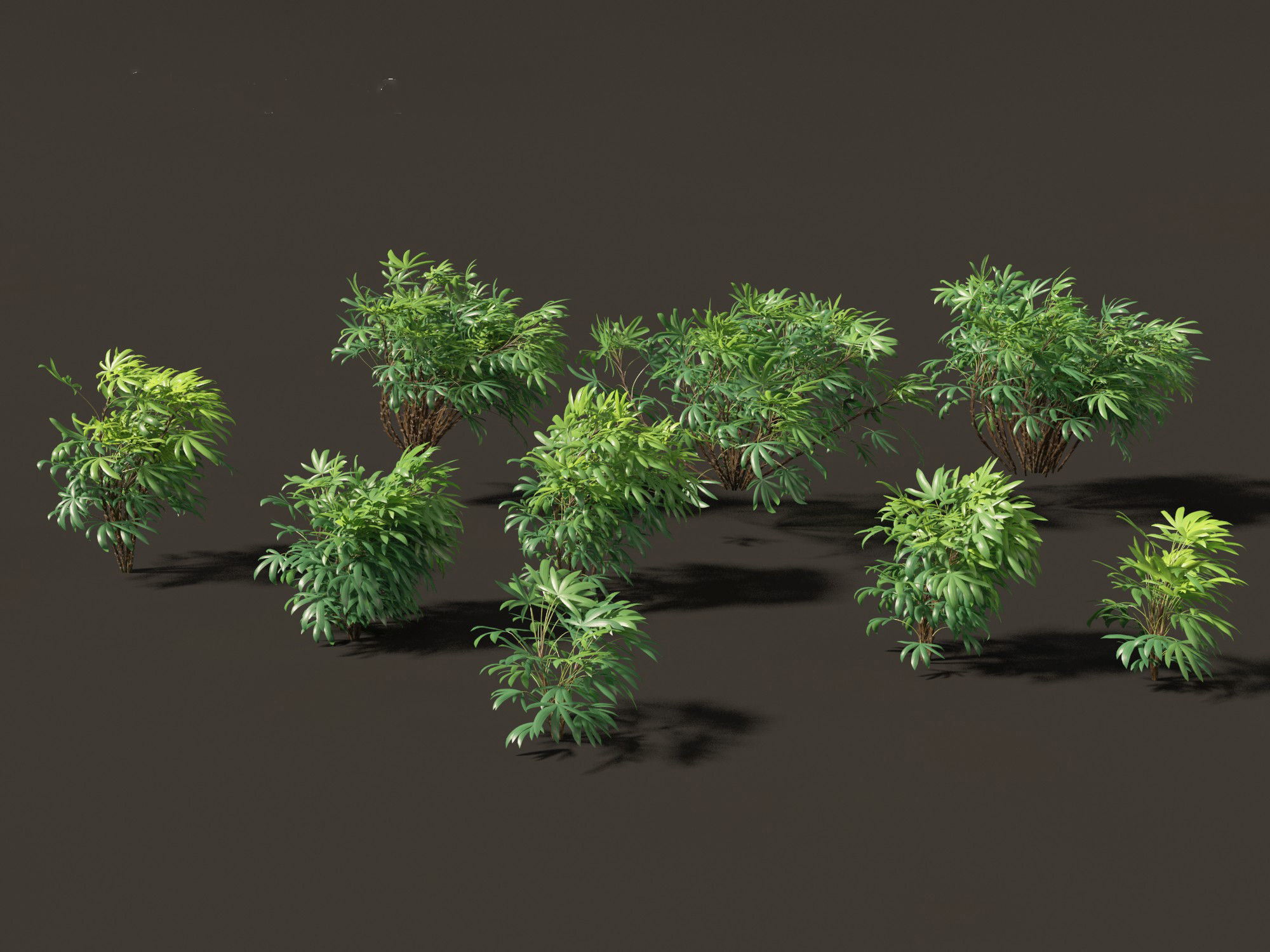 Chuniophoenix humilis - Chinese star palm 02 3D model_8
