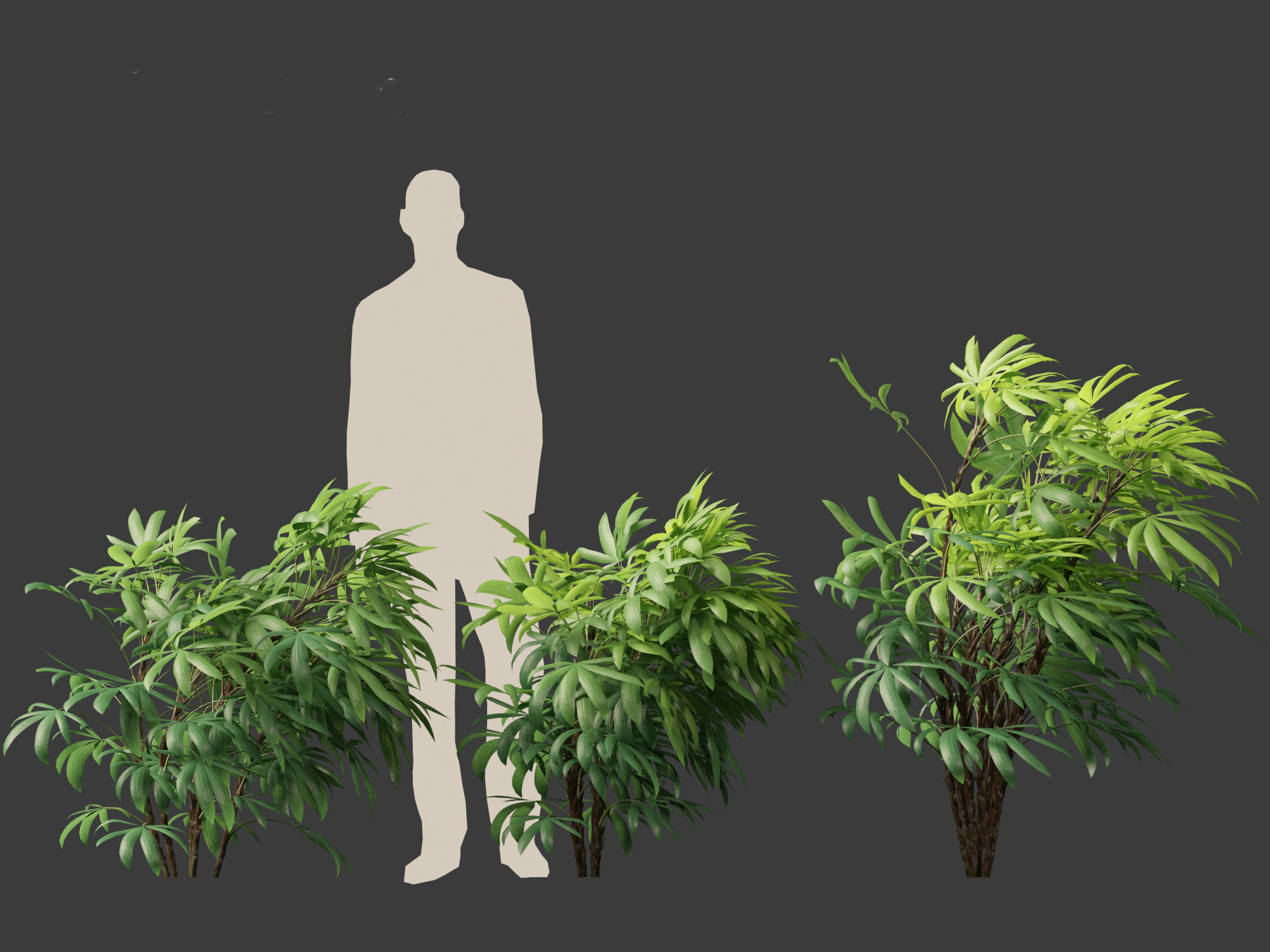 Chuniophoenix humilis - Chinese star palm 02 3D model_5