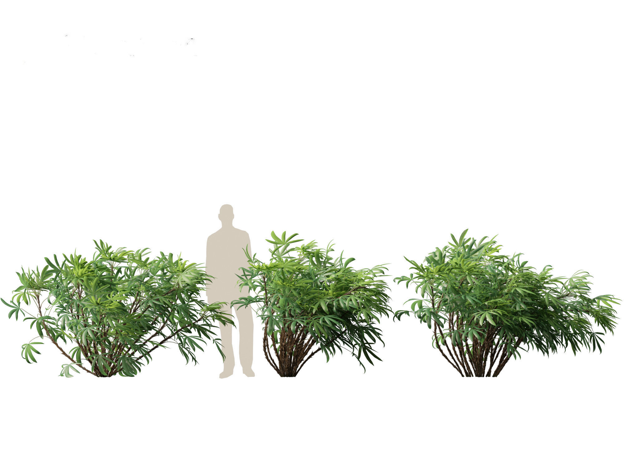 Chuniophoenix humilis - Chinese star palm 02 3D model_6