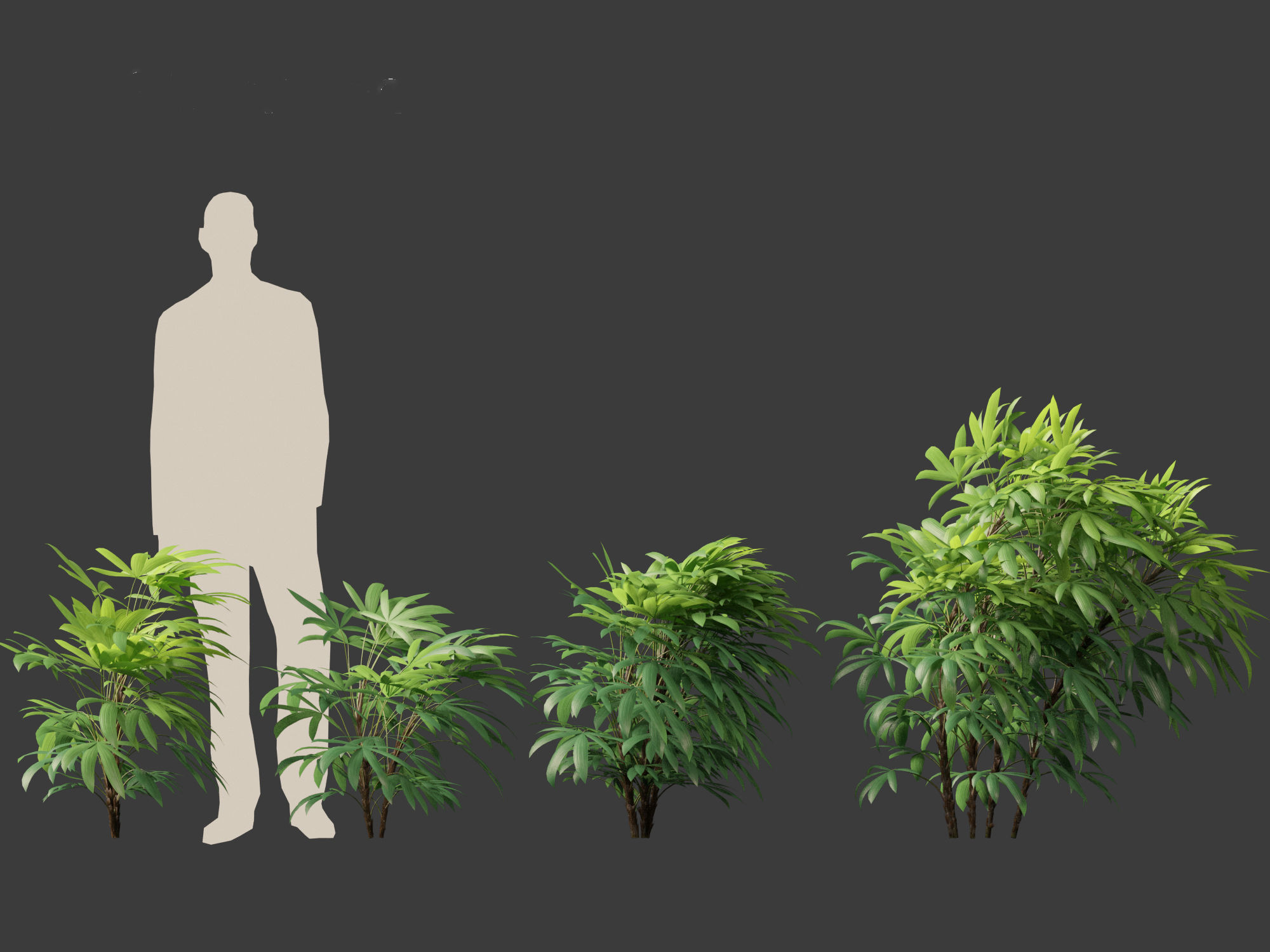 Chuniophoenix humilis - Chinese star palm 02 3D model_3