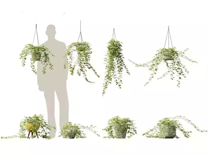 Hedera helix - English ivy Vines