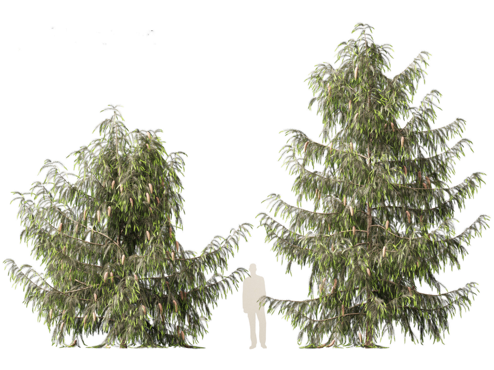 Picea breweriana - Brewers spruce 3D model_3