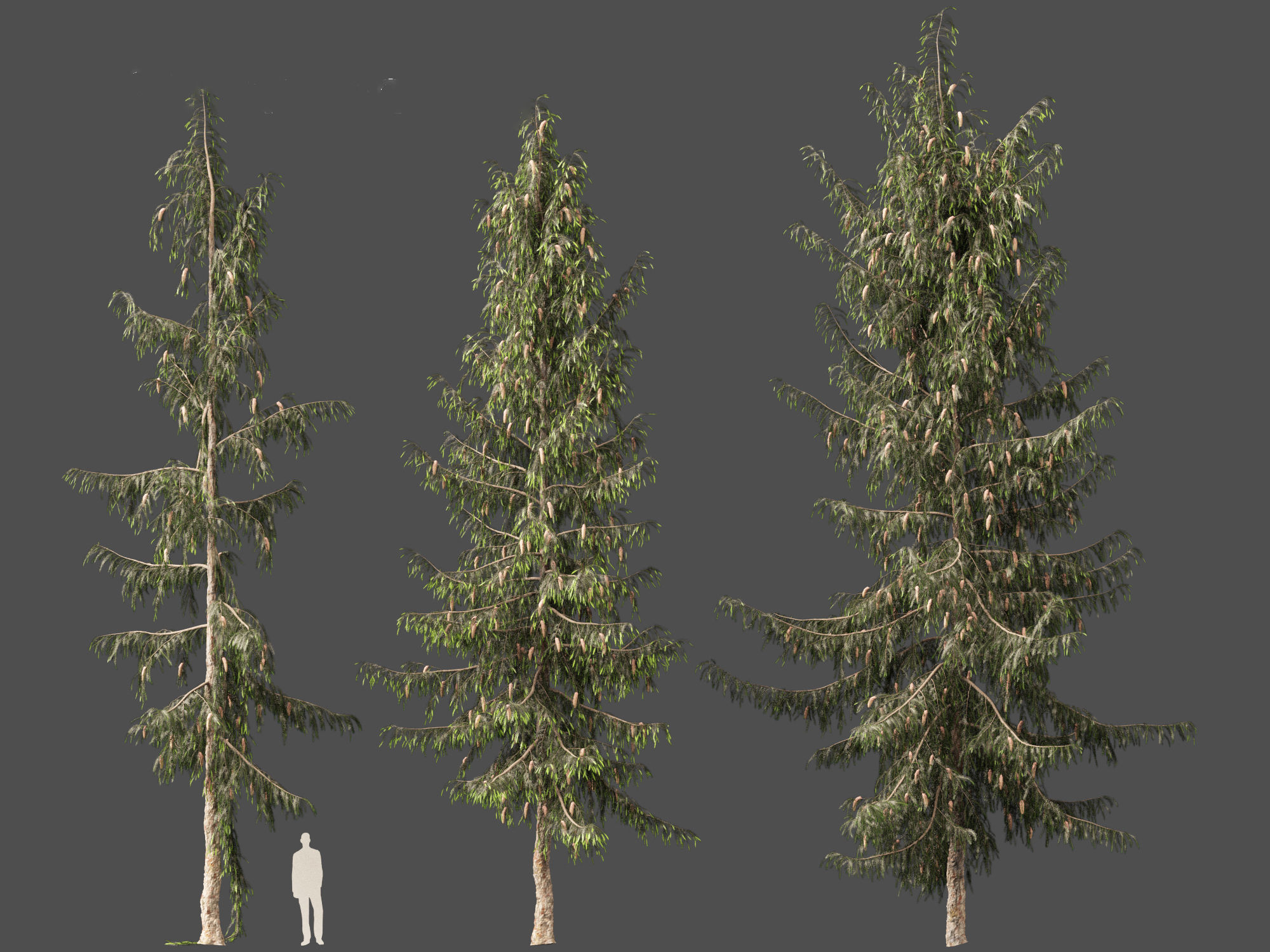 Picea breweriana - Brewers spruce 3D model_8