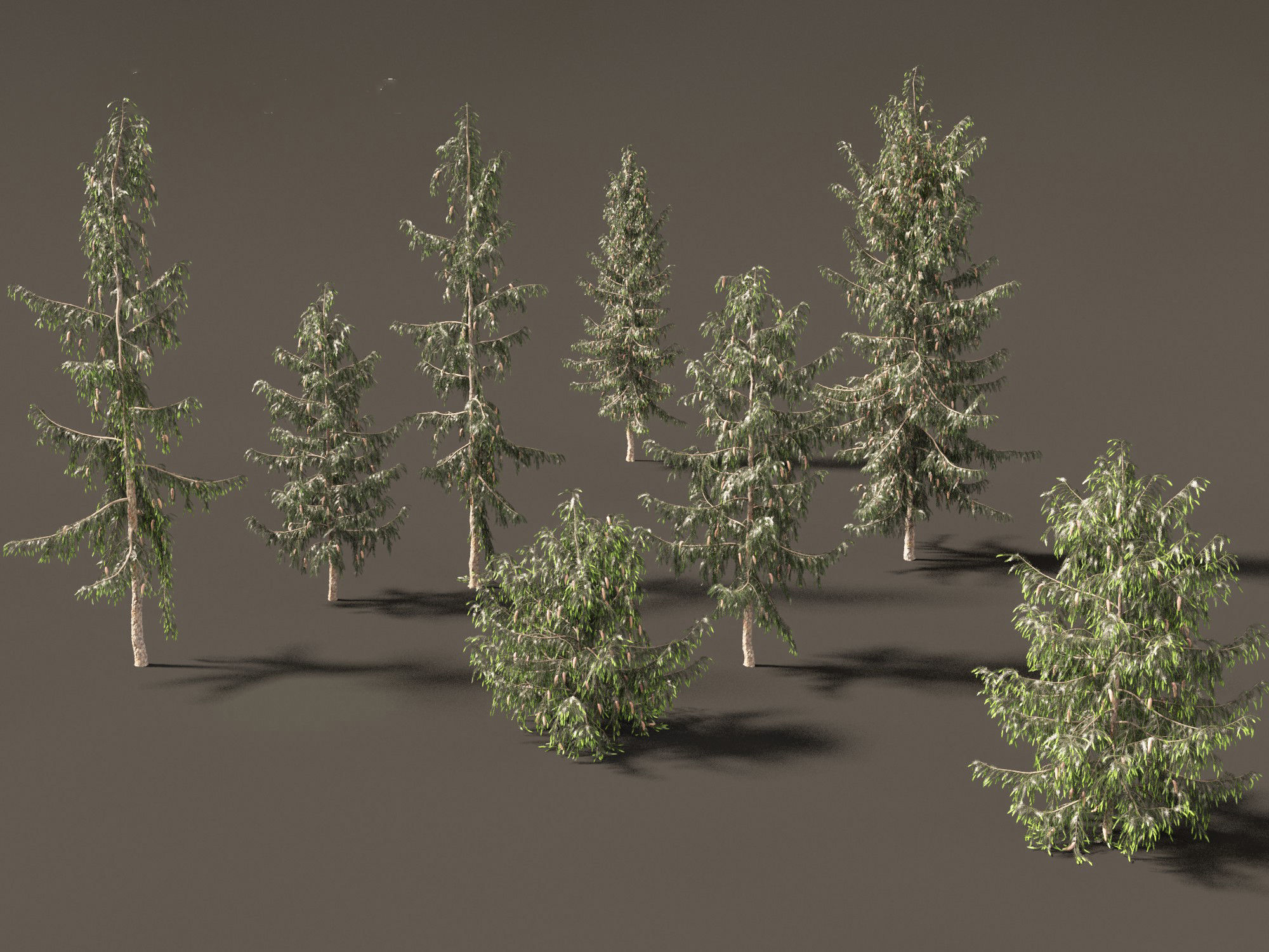 Picea breweriana - Brewers spruce 3D model_9