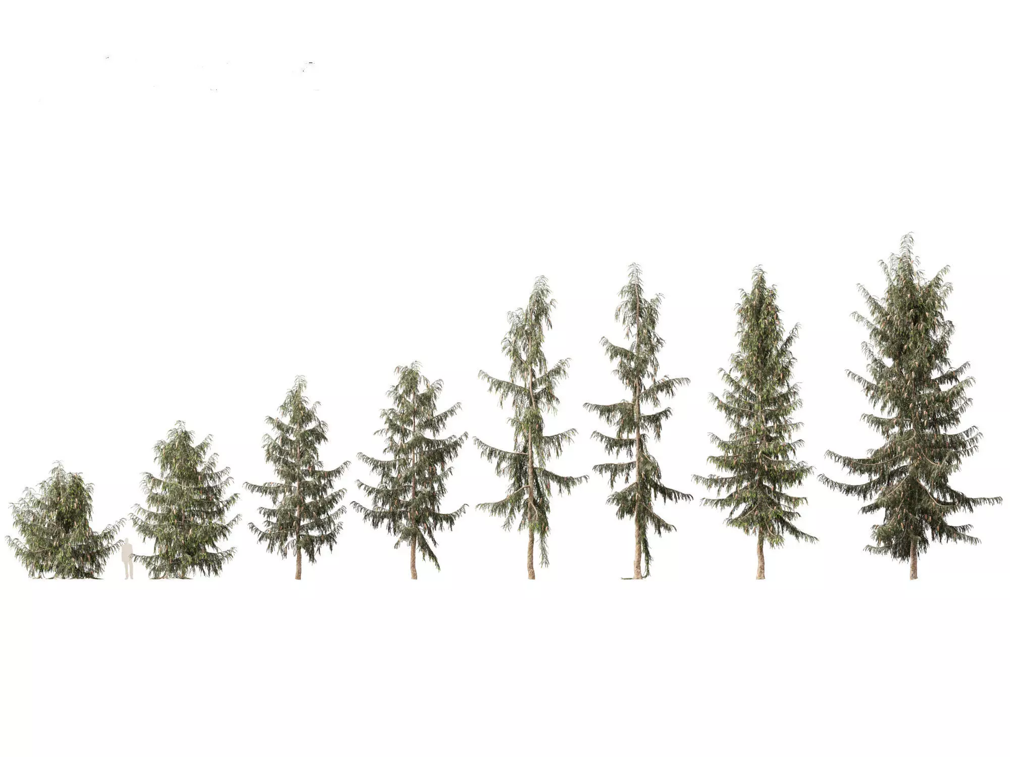 Picea breweriana - Brewers spruce 3D model_0