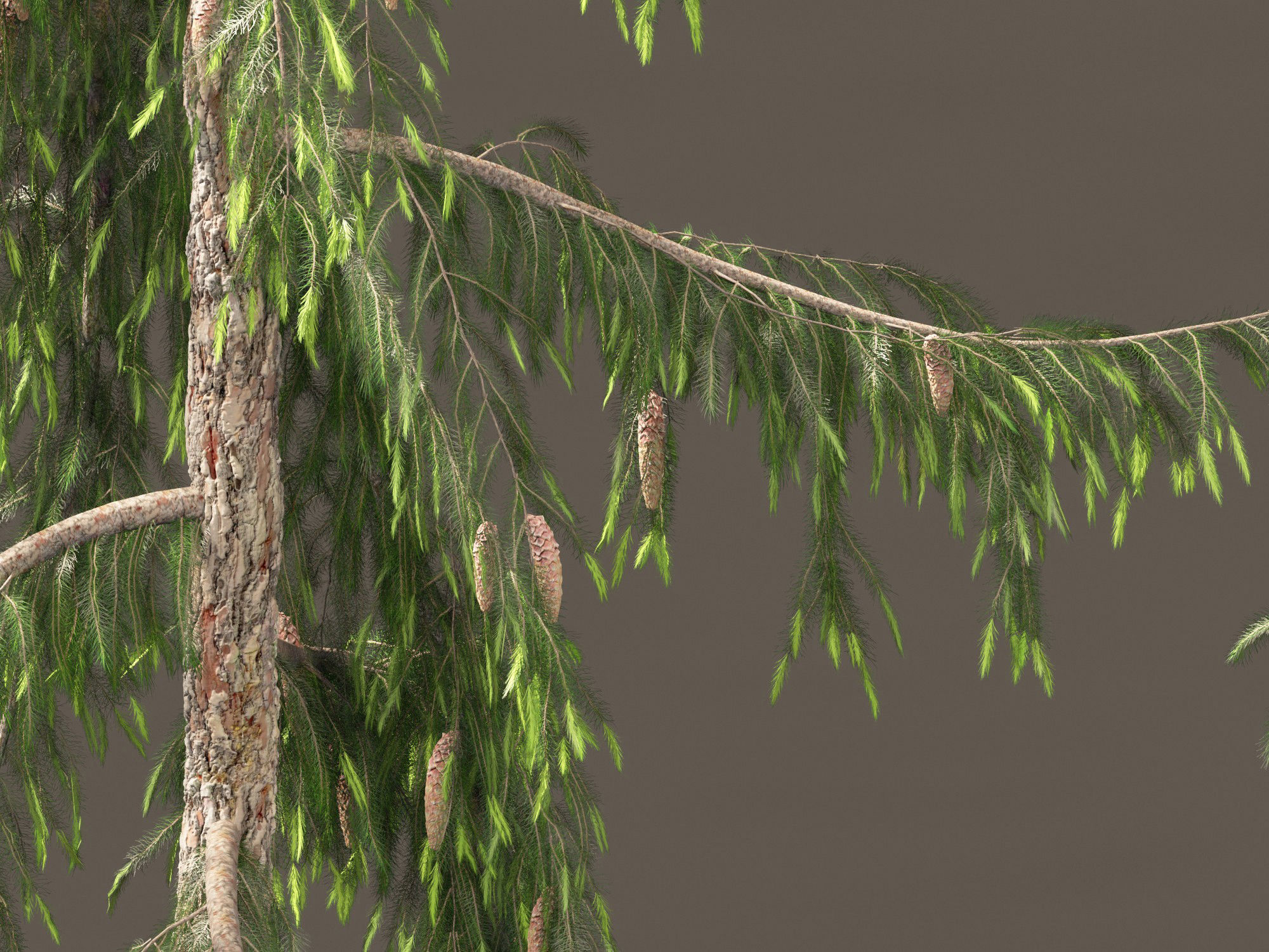 Picea breweriana - Brewers spruce 3D model_1