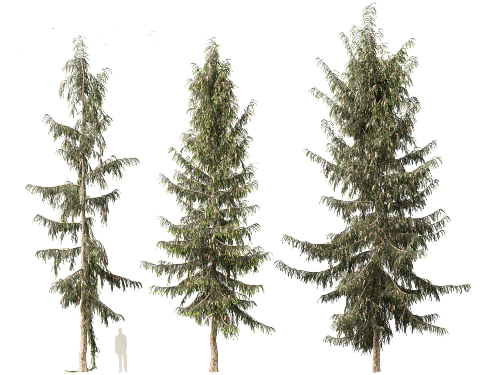 Picea breweriana - Brewers spruce 3D model_7