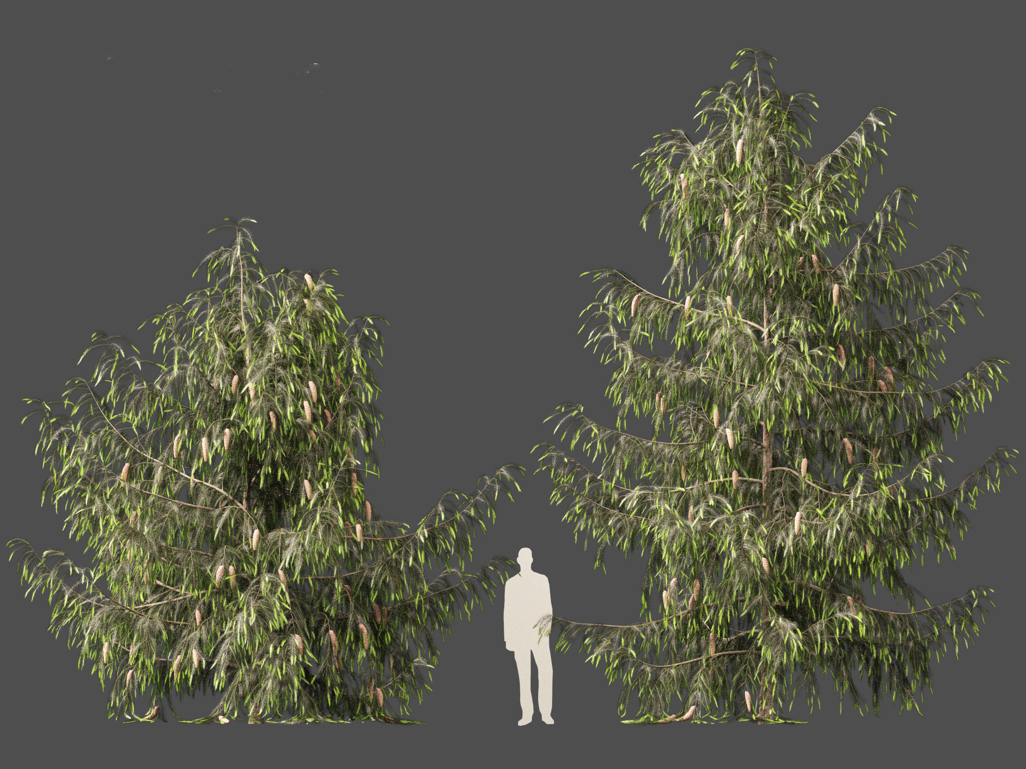 Picea breweriana - Brewers spruce 3D model_4