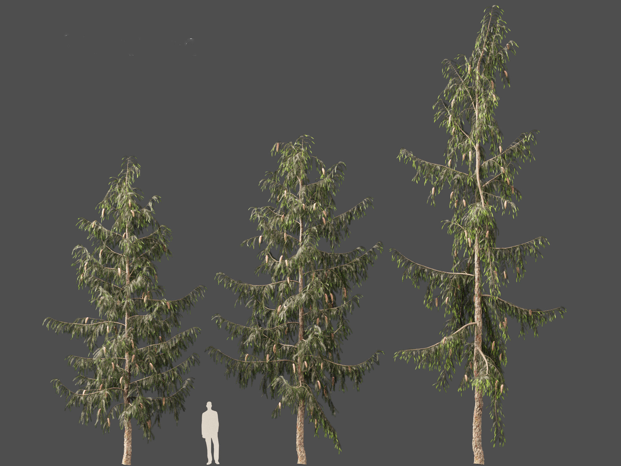 Picea breweriana - Brewers spruce 3D model_6