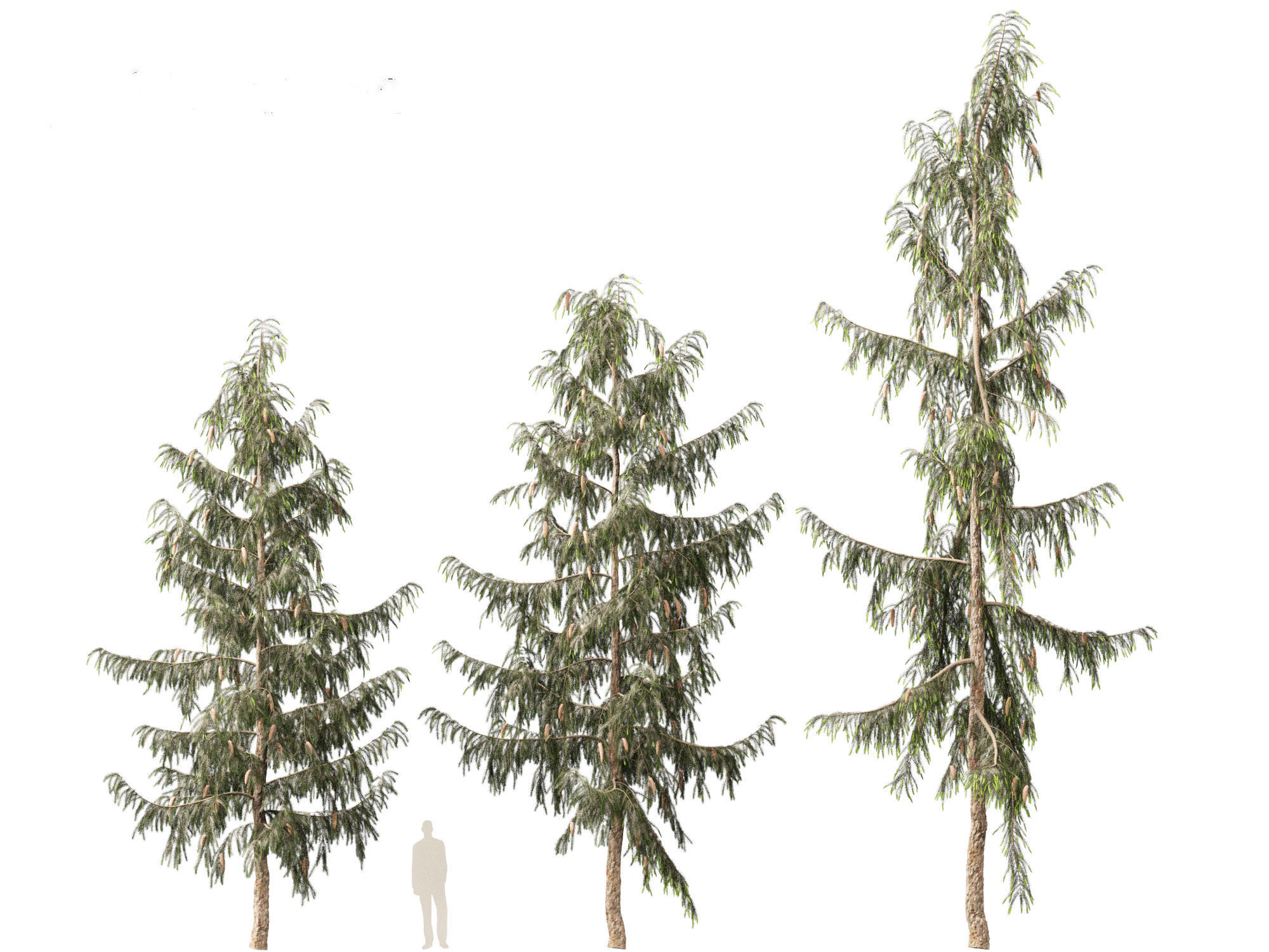Picea breweriana - Brewers spruce 3D model_5
