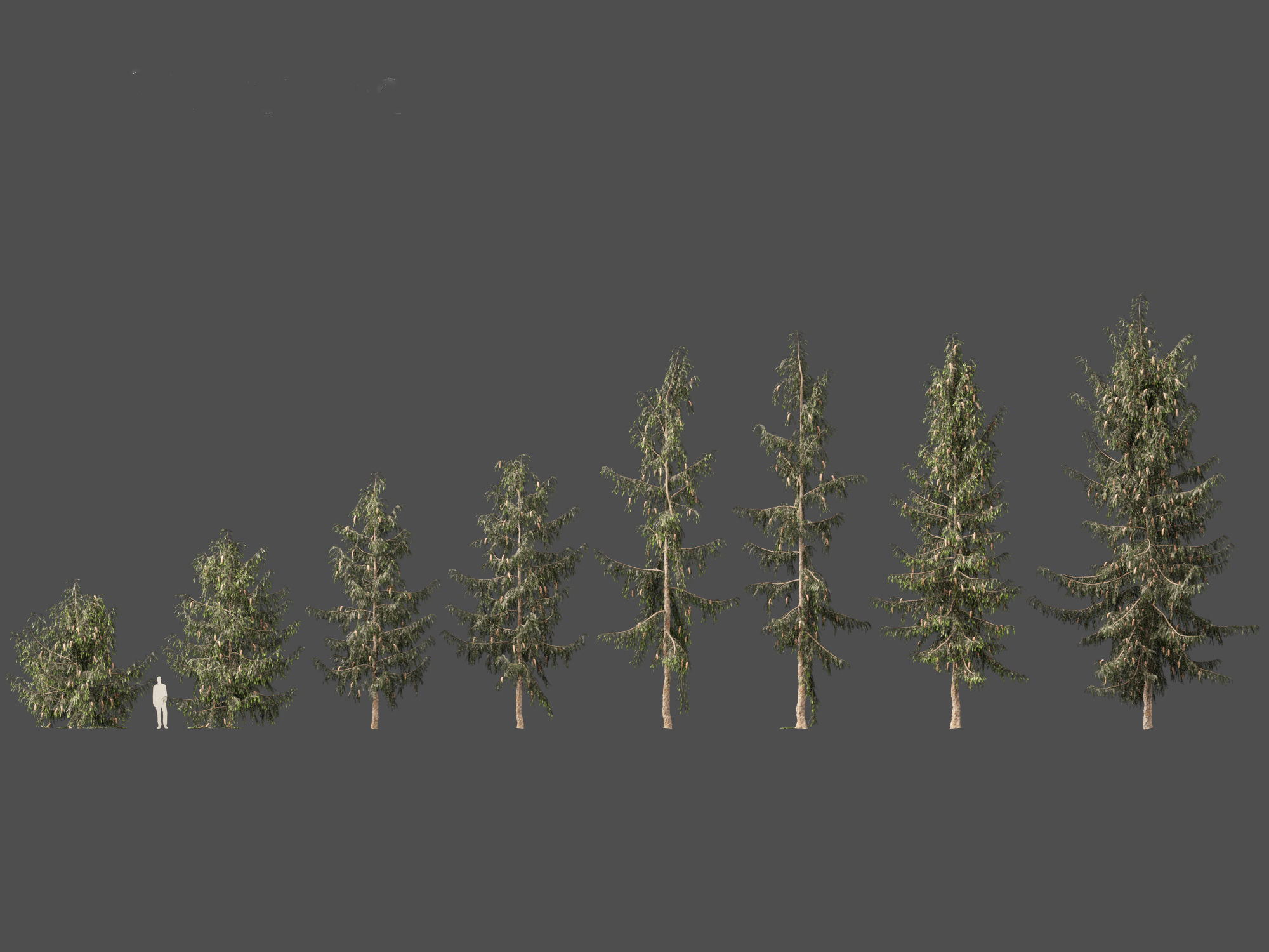 Picea breweriana - Brewers spruce 3D model_2