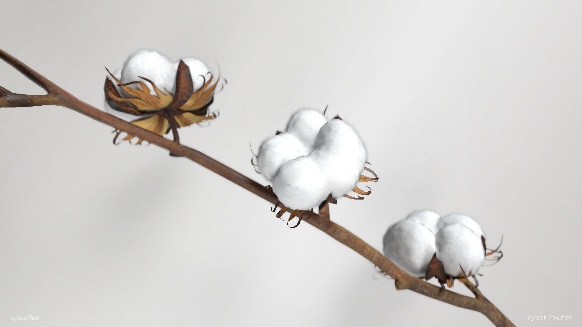 Cotton Branch Low-poly 3D model_5