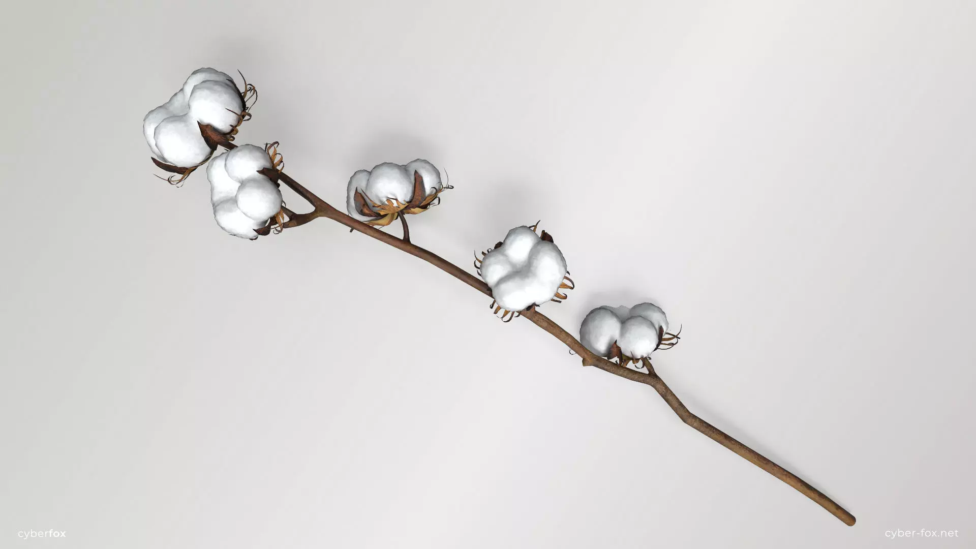 Cotton Branch Low-poly 3D model_0