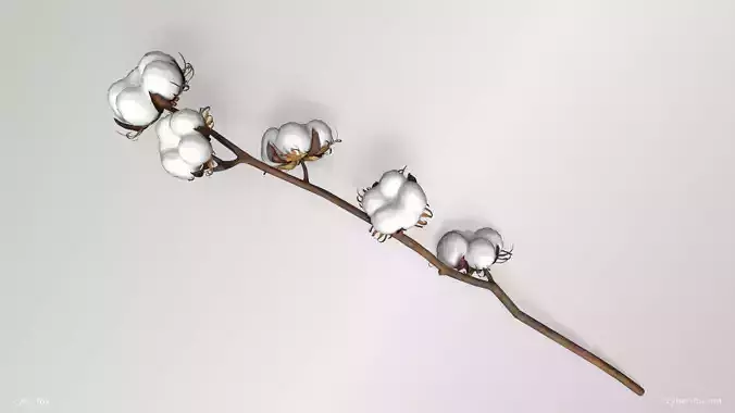 Cotton Branch